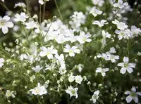 Weiße Frühlingsblüten im Gras