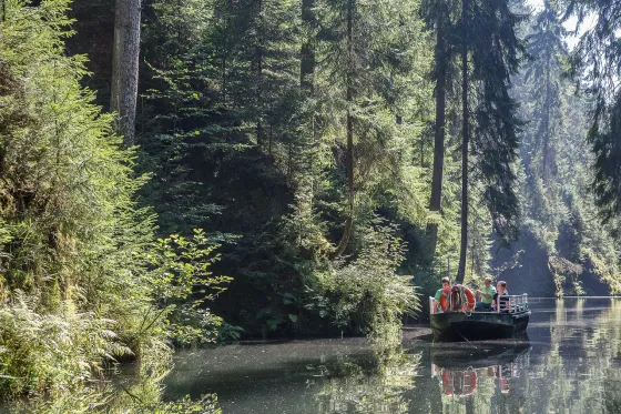 Ein Kahn mit Fahrgästen auf der aufgestauten Kirnitzsch im Wald