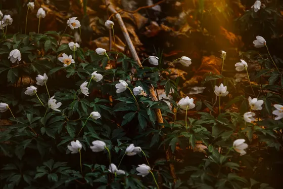 Weiße Frühlingsblüten im Gegenlicht