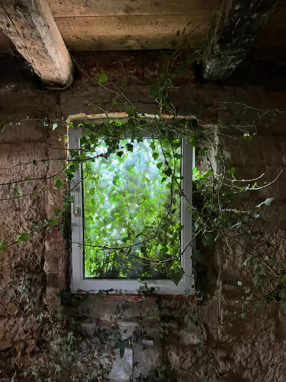 Hier kam der Efeu zum Fenster herein
